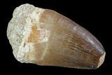 Mosasaur (Prognathodon) Tooth #87670-1